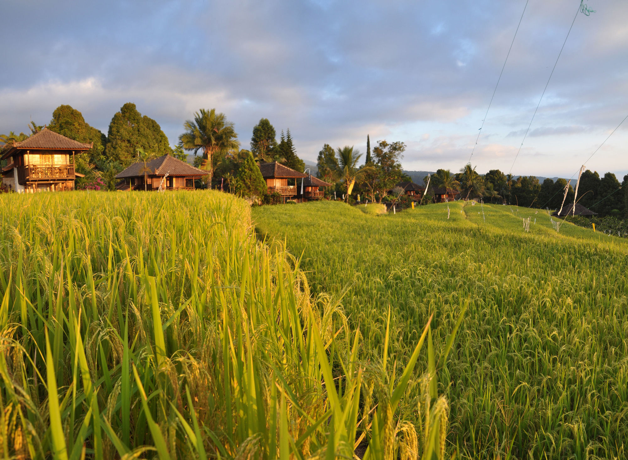 Puri Lumbung Cottages Gobleg  Exterior photo